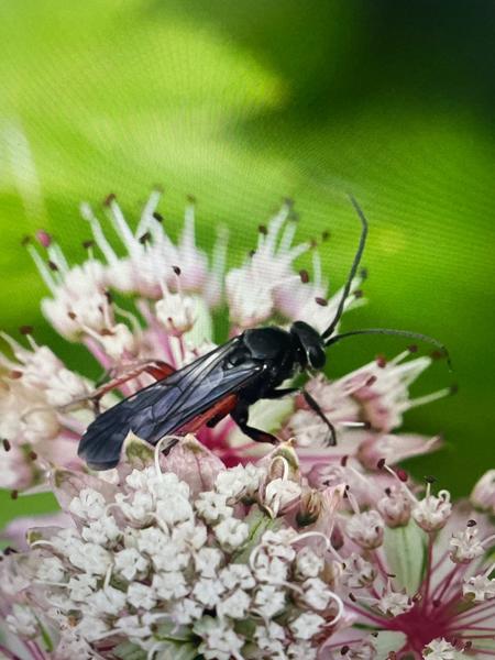 Gewone roodpootspinnendoder (Episyron rufipes)
